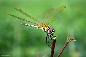 عکاسی برای اینستاگرام - حشرات